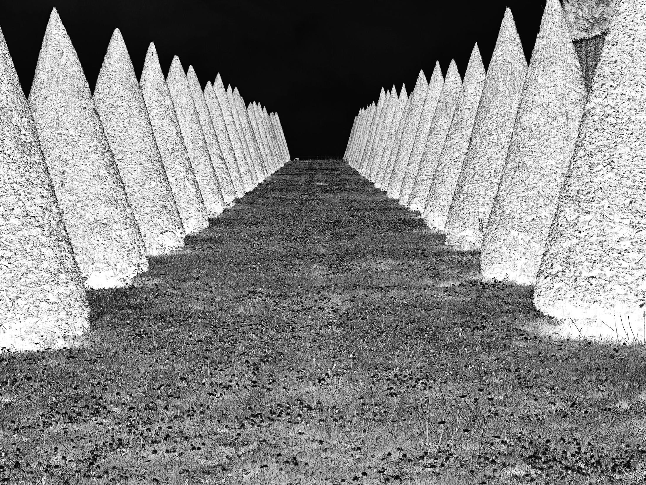 Two symmetrical rows of conical topiary trees converging toward a vanishing point along a grass path, rendered in negative.